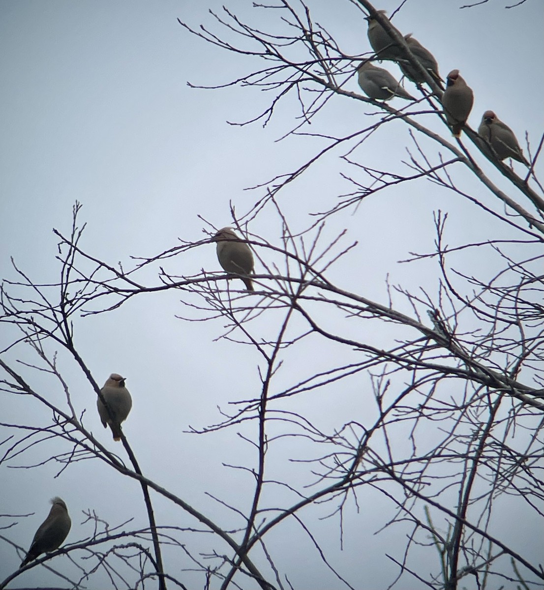 Bohemian Waxwing - ML615550606