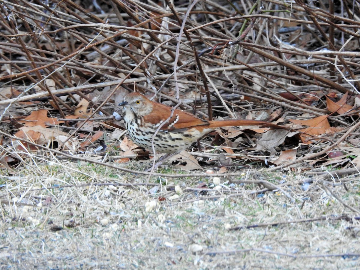 Brown Thrasher - ML615550678