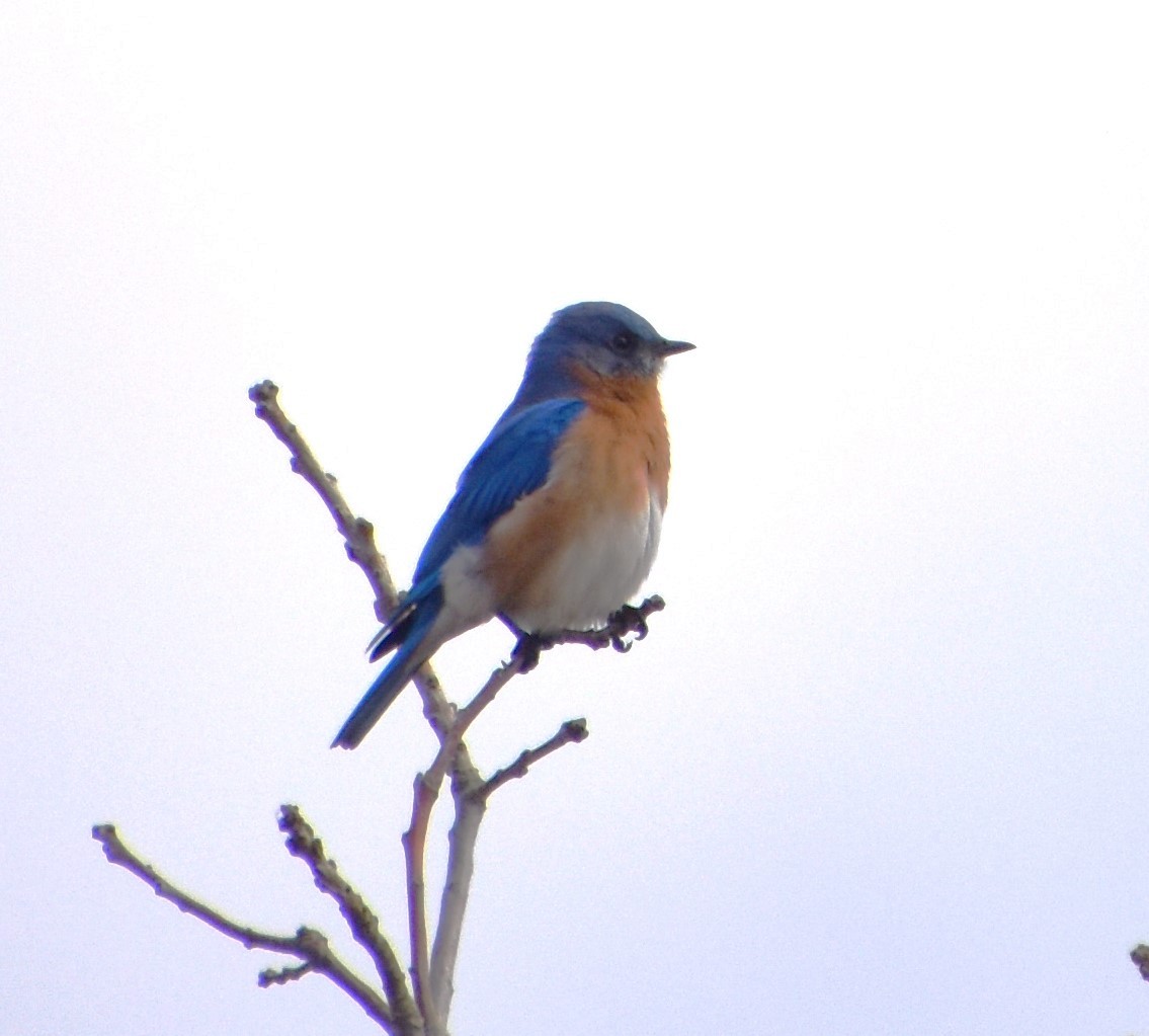 Eastern Bluebird - ML615550685