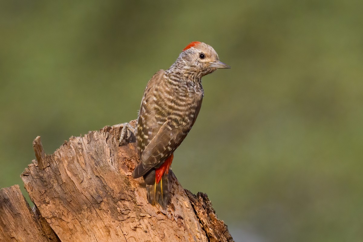 Little Gray Woodpecker - ML615550696