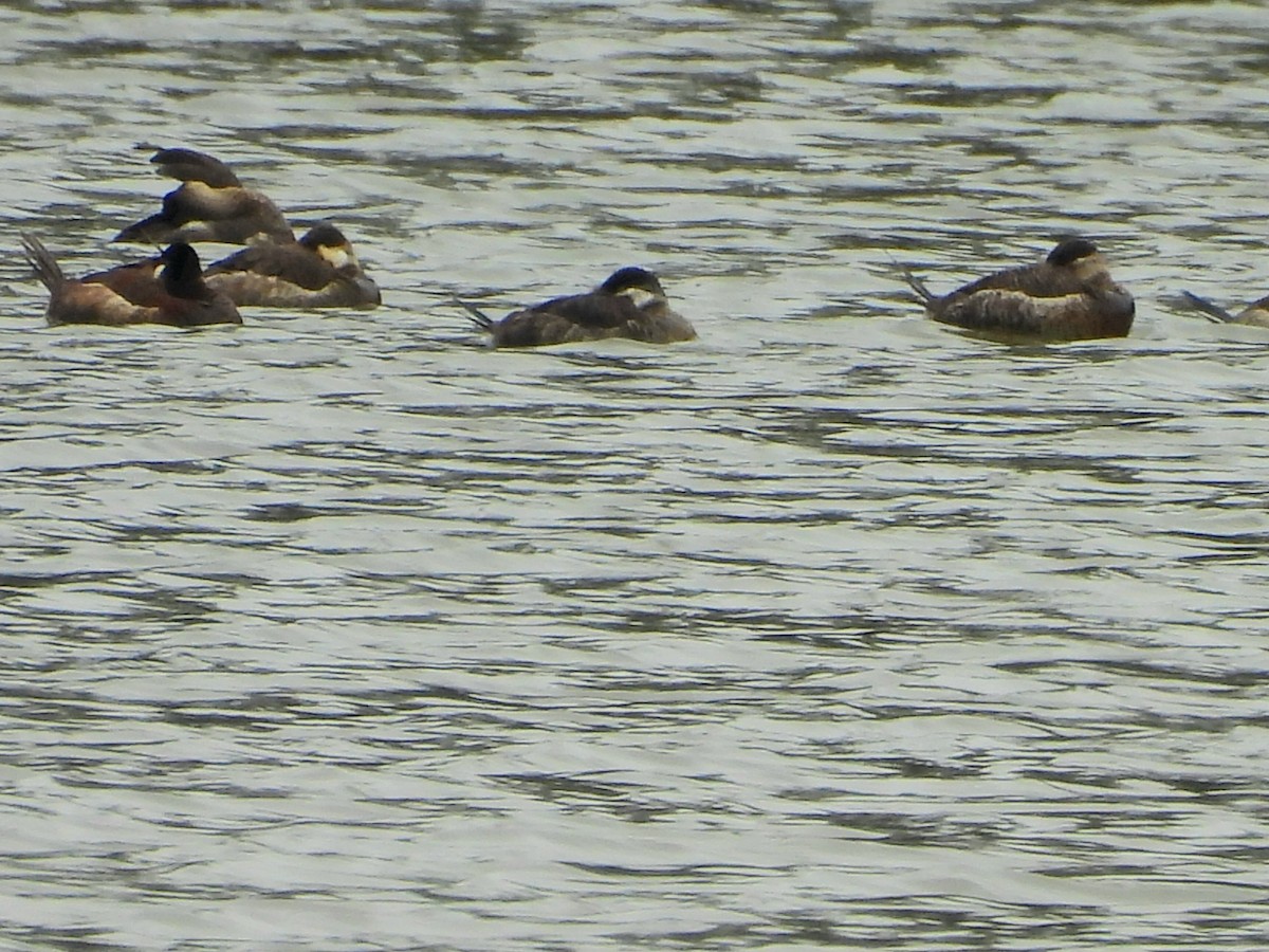 Ruddy Duck - ML615550702