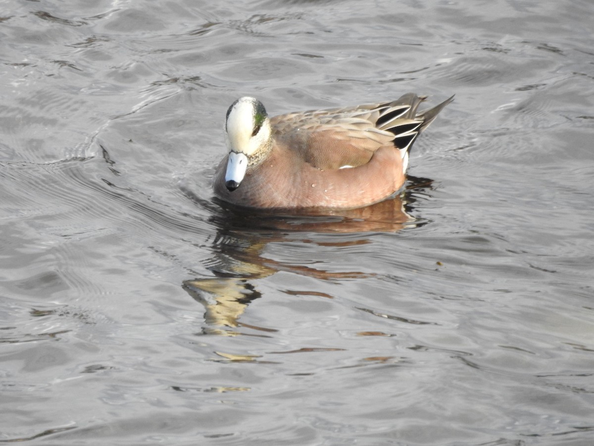 American Wigeon - ML615550766