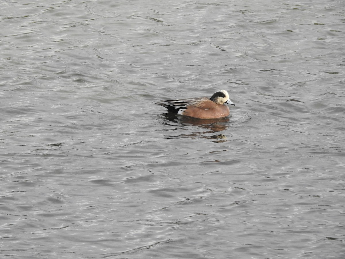 American Wigeon - ML615550768