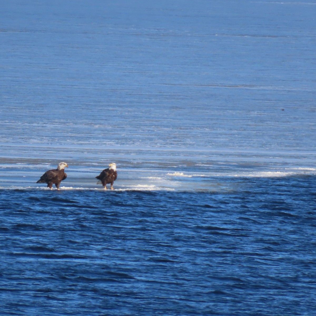 Weißkopf-Seeadler - ML615550778