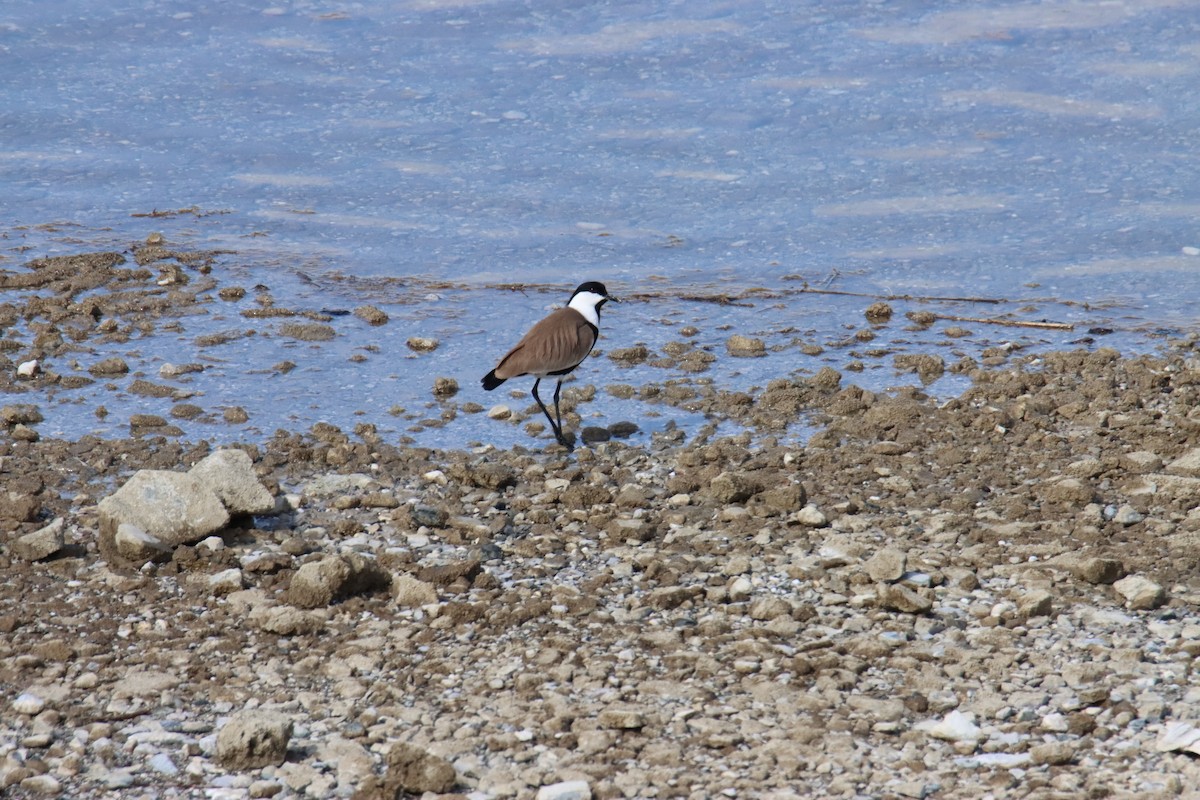 Spur-winged Lapwing - ML615550779
