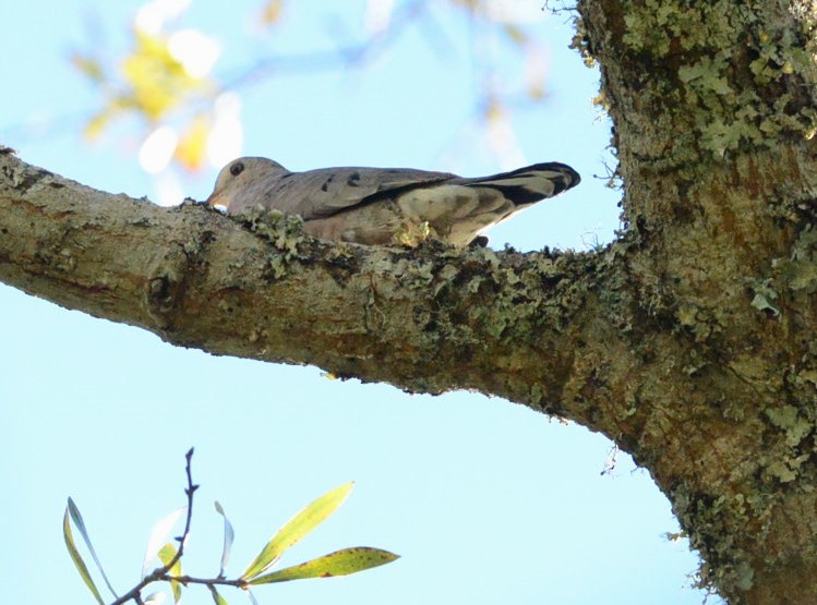 Common Ground Dove - Natasza Fontaine