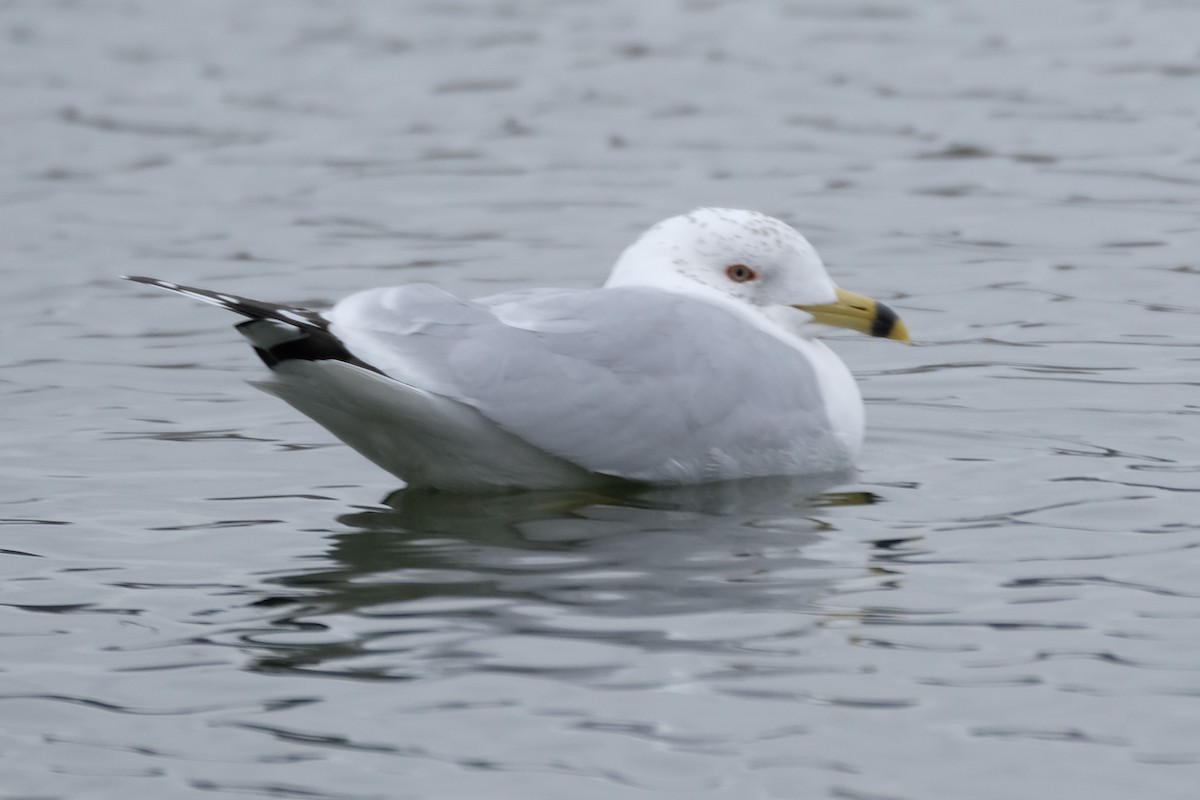 Ring-billed Gull - Cindy Gimbert