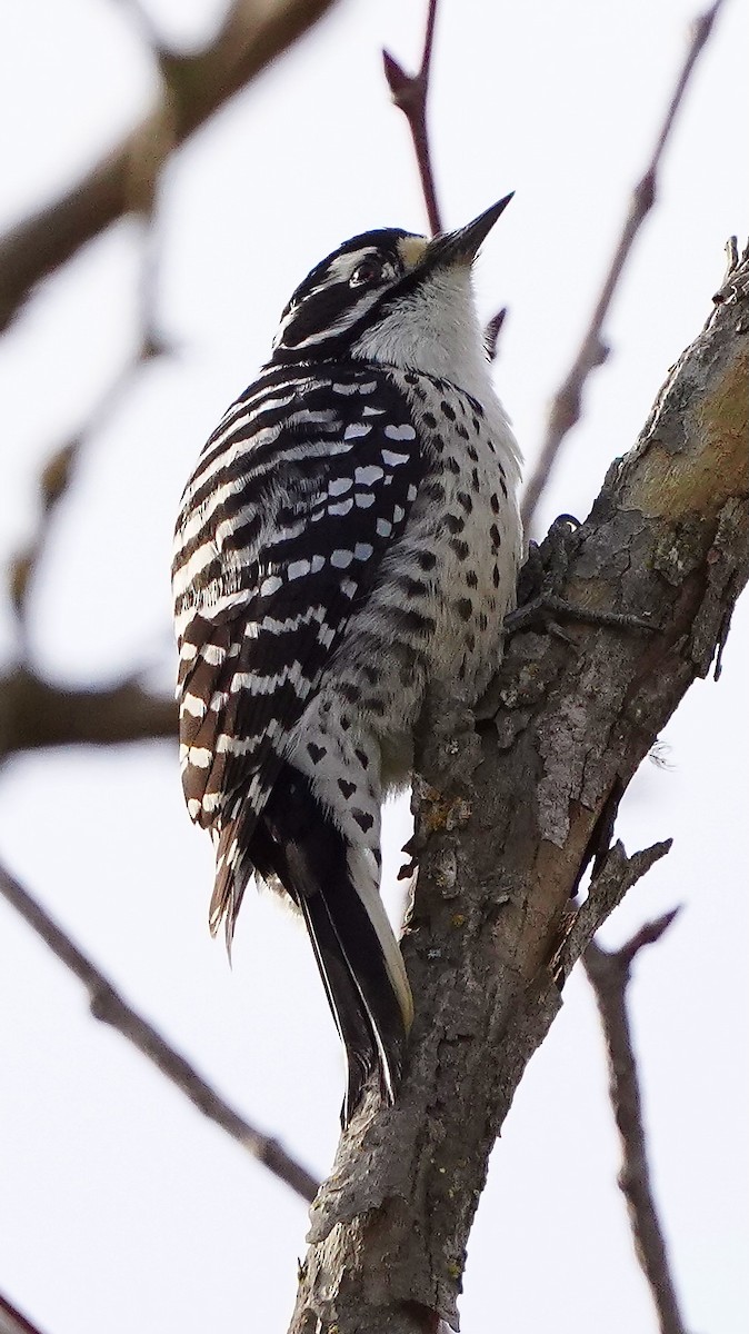 Nuttall's Woodpecker - Debbie Diersch