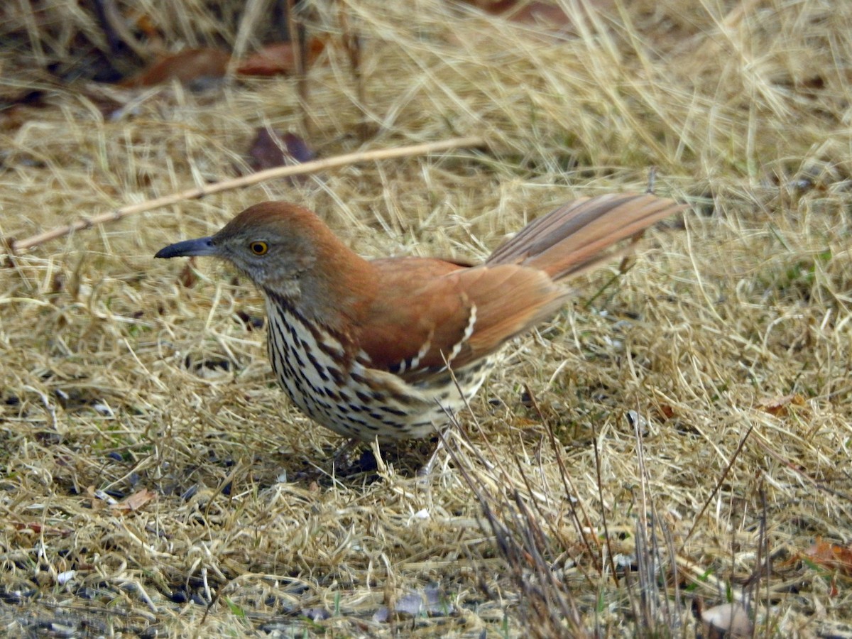 Brown Thrasher - ML615550953