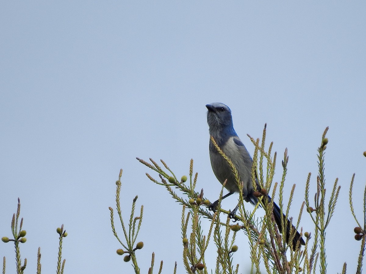 Florida Scrub-Jay - Victoria  Sindlinger