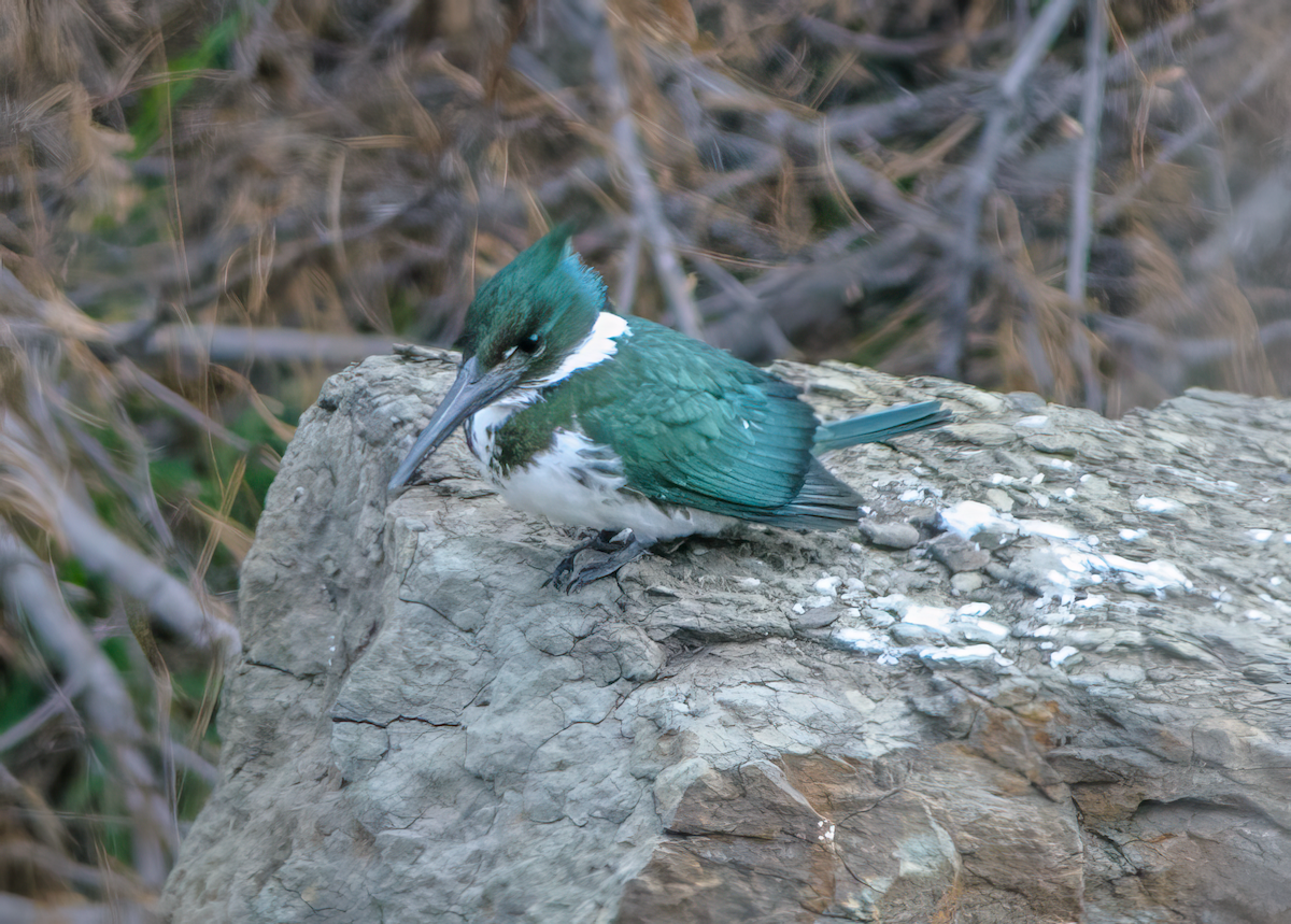 Amazon Kingfisher - Frank Farese