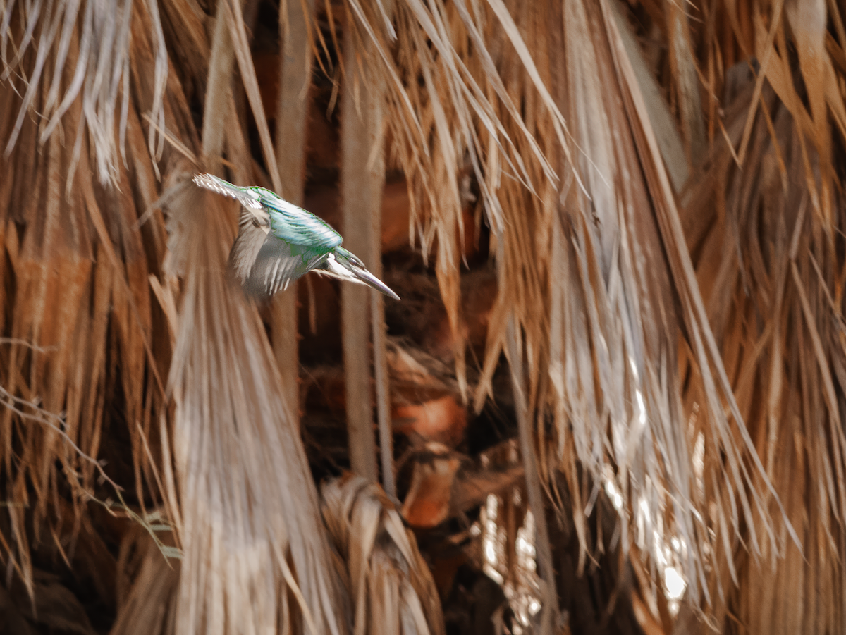 Амазонский зимородок - ML615551034