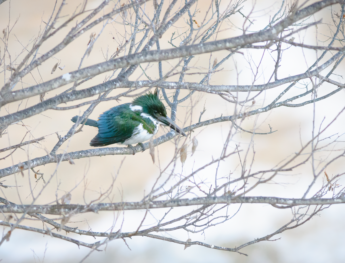 Amazon Kingfisher - ML615551035