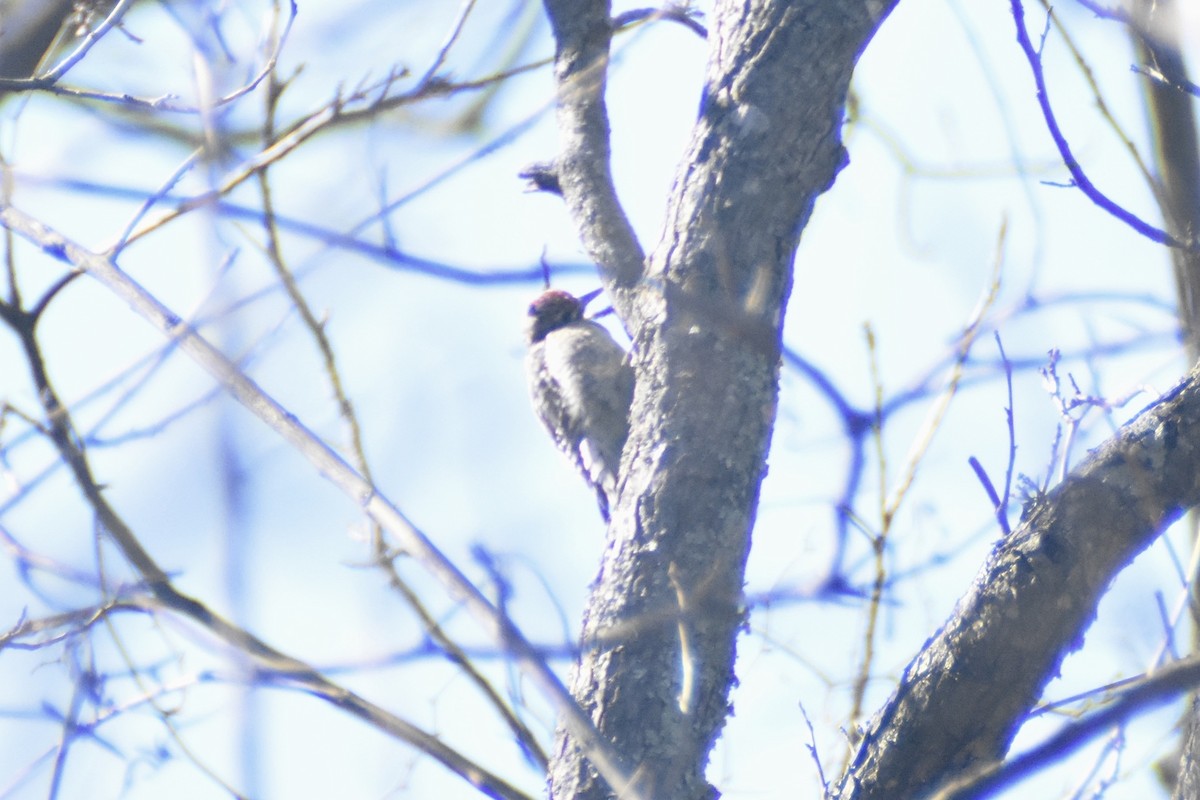 Yellow-bellied Sapsucker - ML615551072