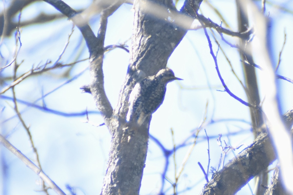 Yellow-bellied Sapsucker - ML615551074