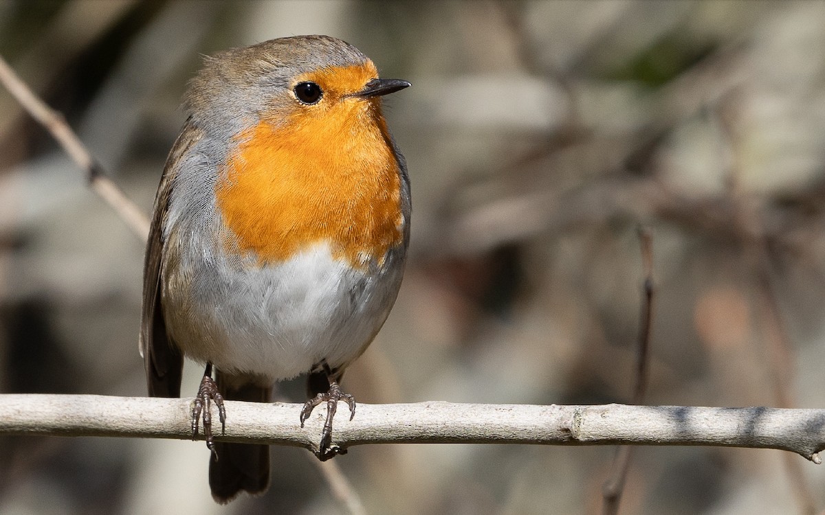 European Robin - Kike Junco