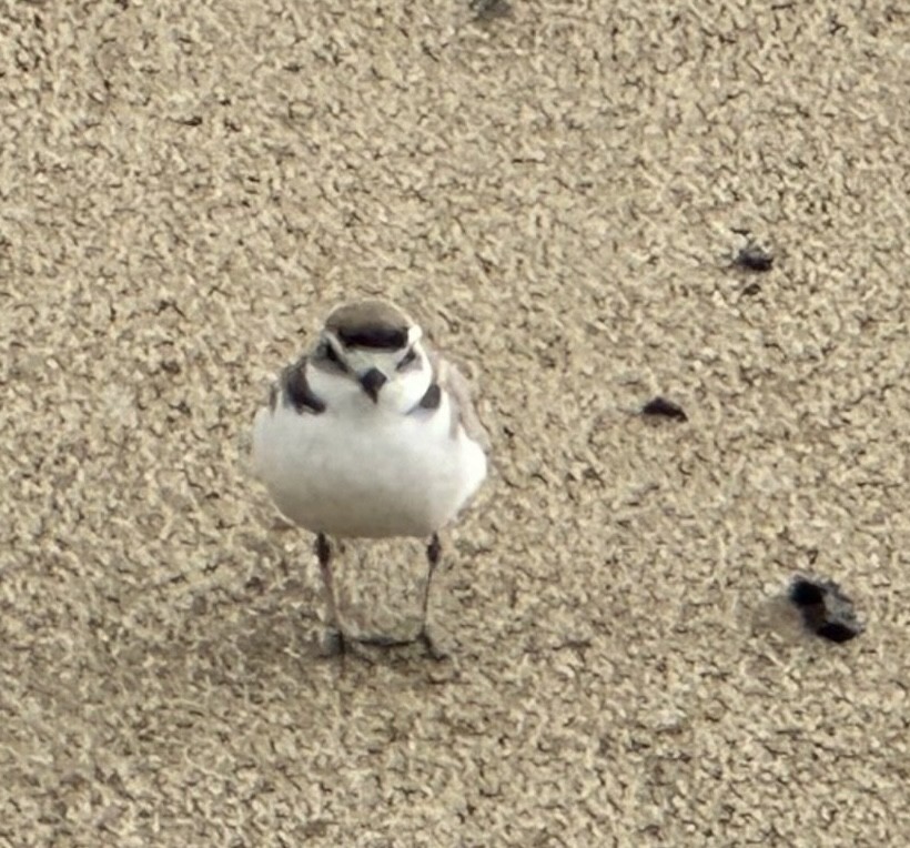 Snowy Plover - ML615551174