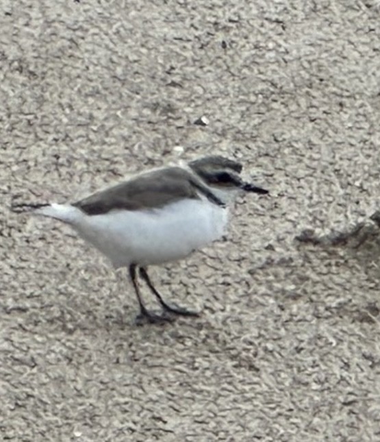 Snowy Plover - ML615551176