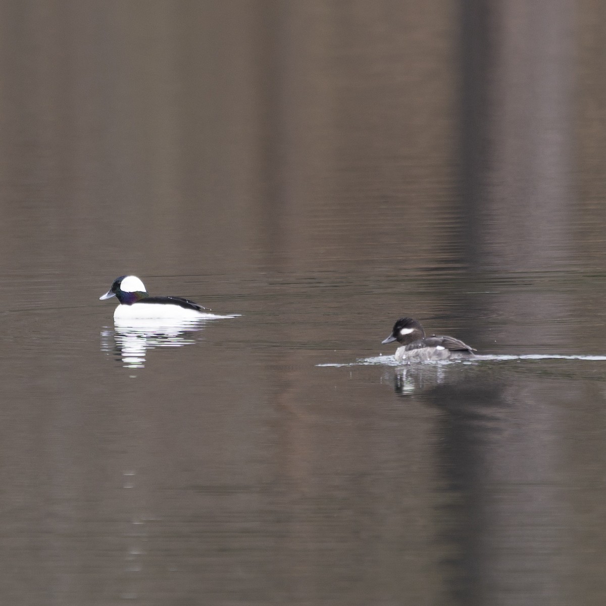 Bufflehead - Jim Tolbert