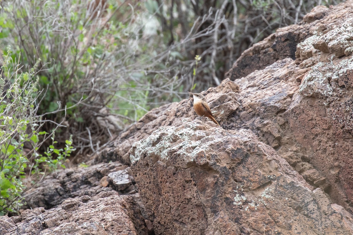 Troglodyte des canyons - ML615551215