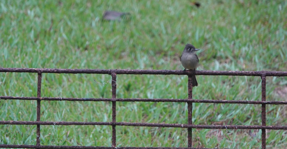 Cuban Pewee - ML615551216