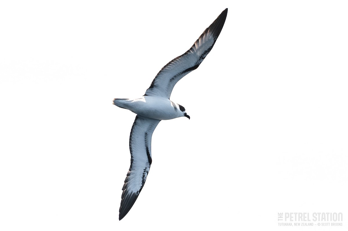 White-necked Petrel - ML615551255