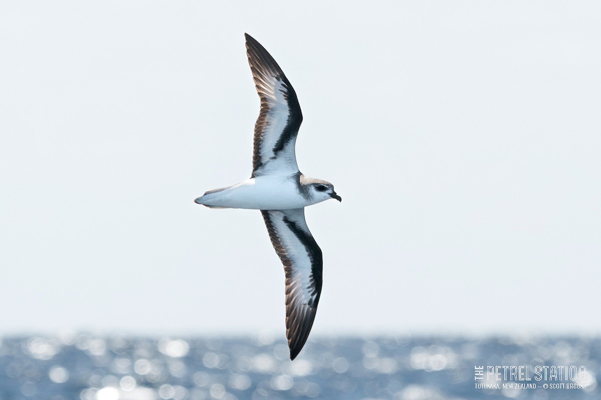Black-winged Petrel - ML615551265