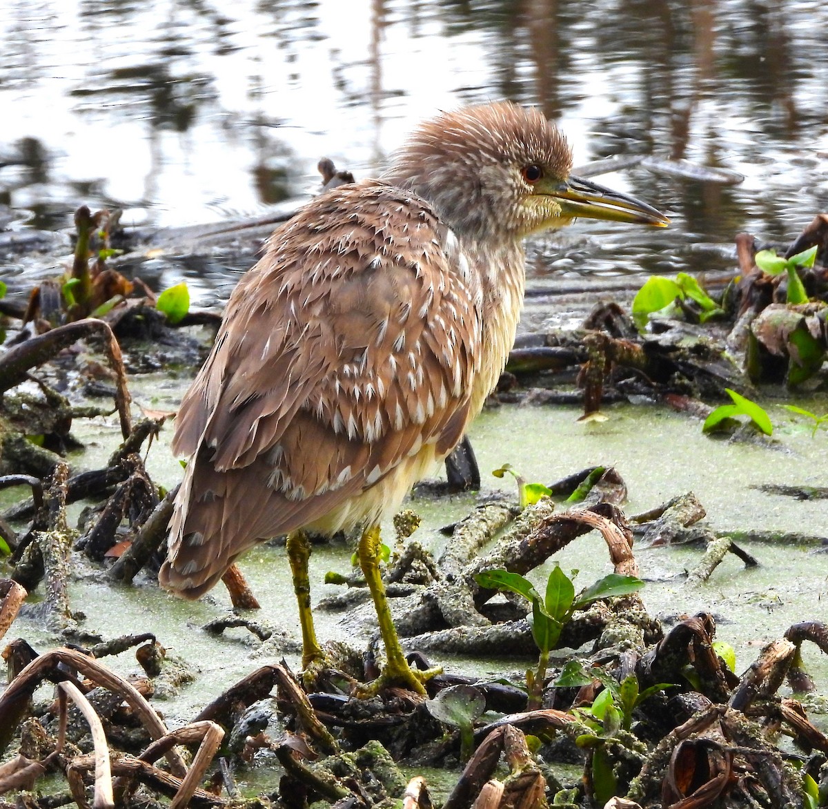 Black-crowned Night Heron - ML615551273