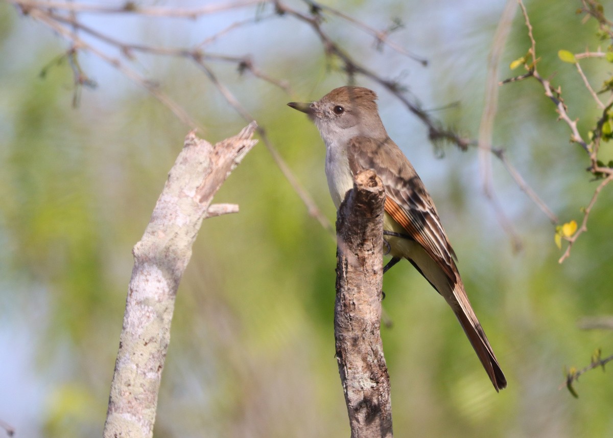 Ash-throated Flycatcher - ML615551294