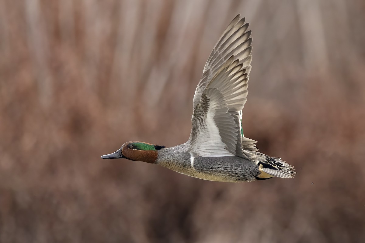 Green-winged Teal (American) - ML615551378