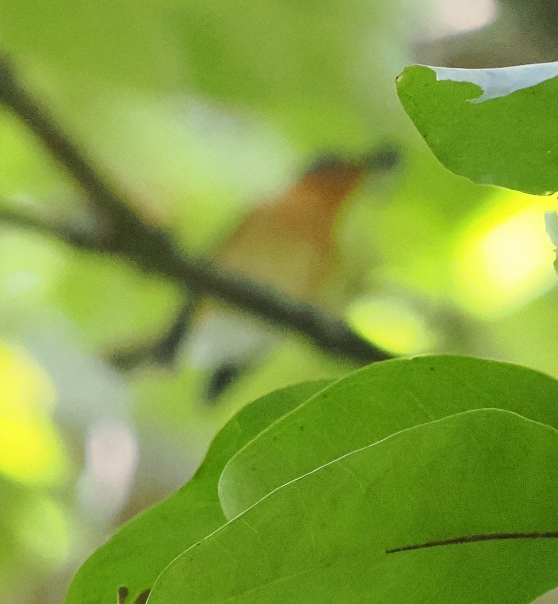 Javan Blue Flycatcher - ML615551380