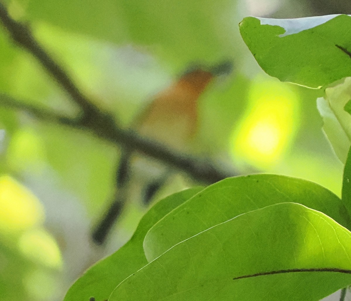 Javan Blue Flycatcher - ML615551381