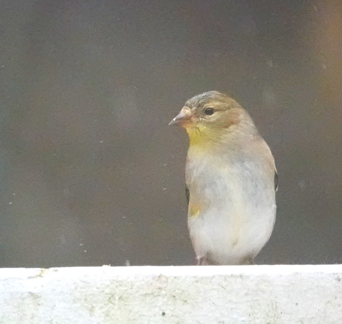 American Goldfinch - Steve Mayo