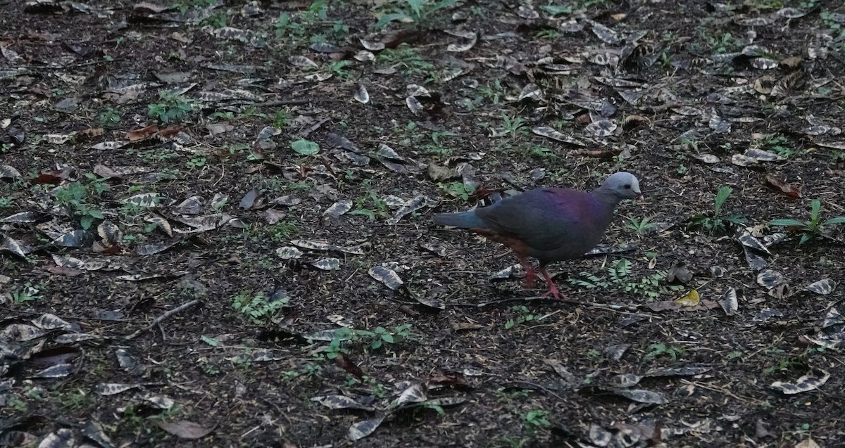Gray-fronted Quail-Dove - Robin Welsh
