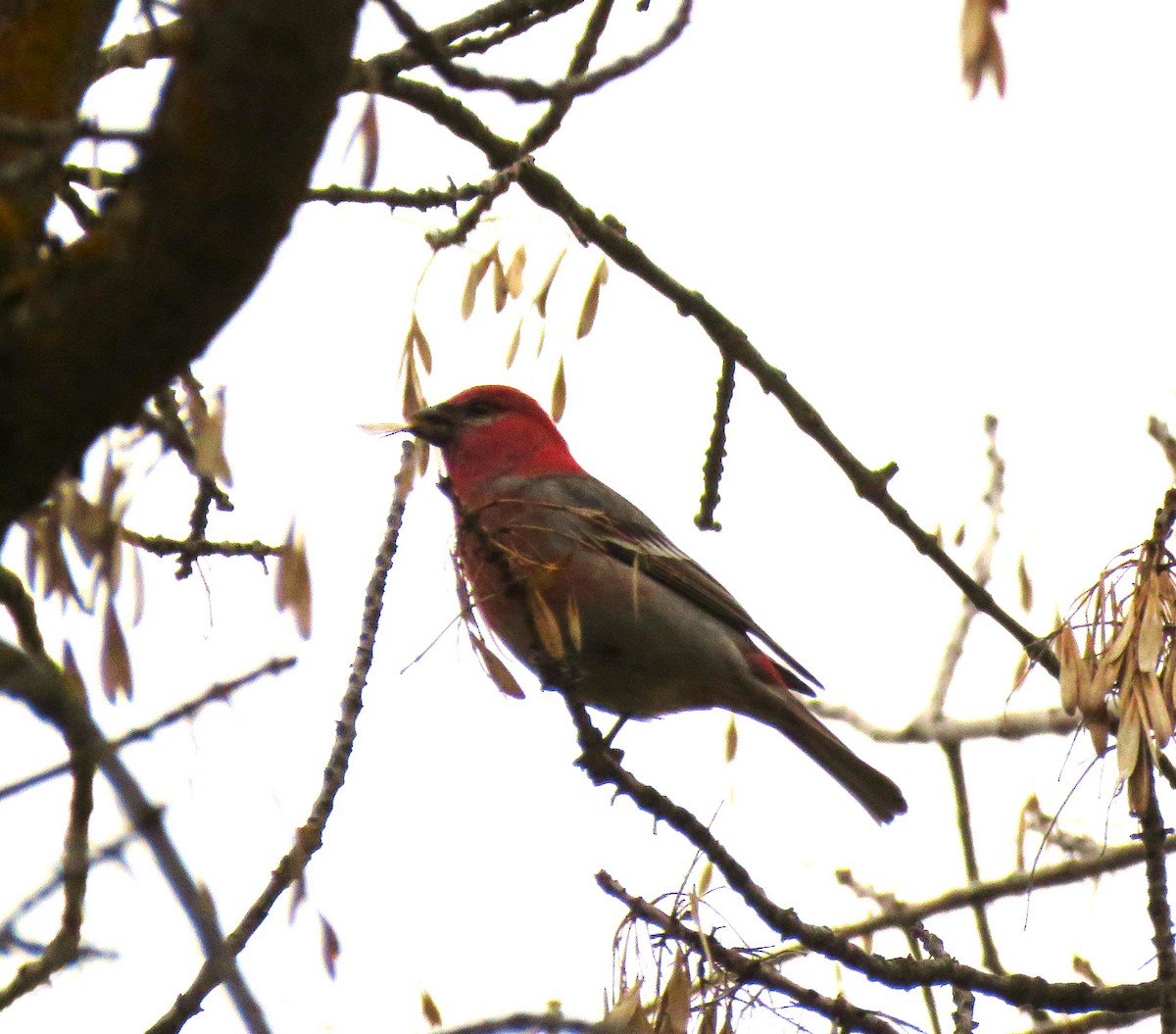 Pine Grosbeak - ML615551440