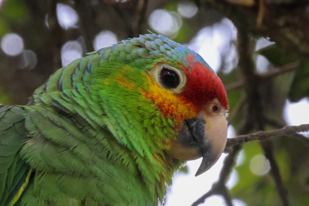 Red-lored Parrot - ML615551445