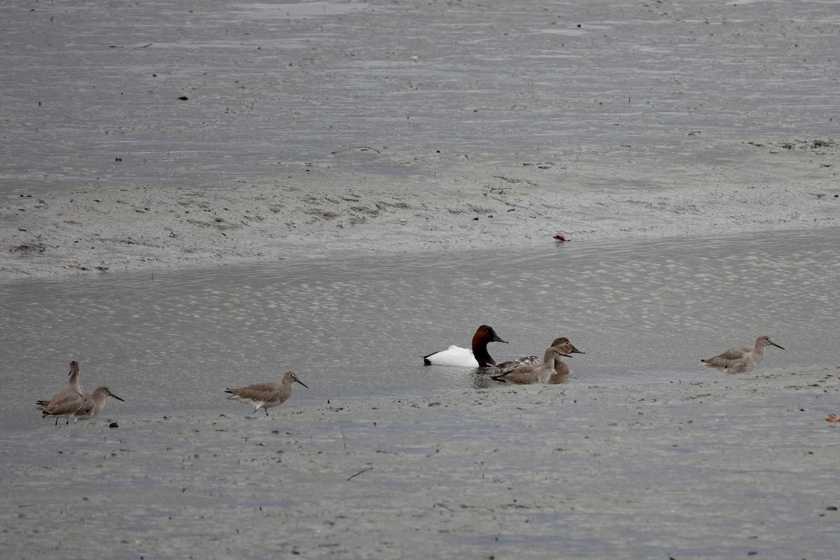 Canvasback - ML615551463