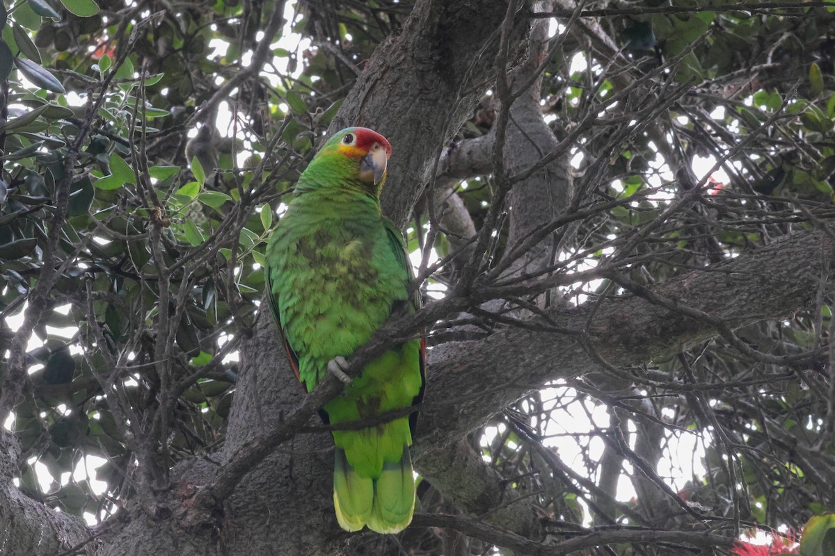 Red-lored Parrot - ML615551479
