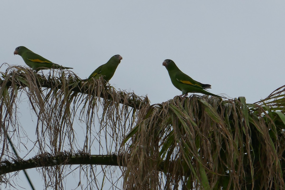 White-winged Parakeet - ML615551507