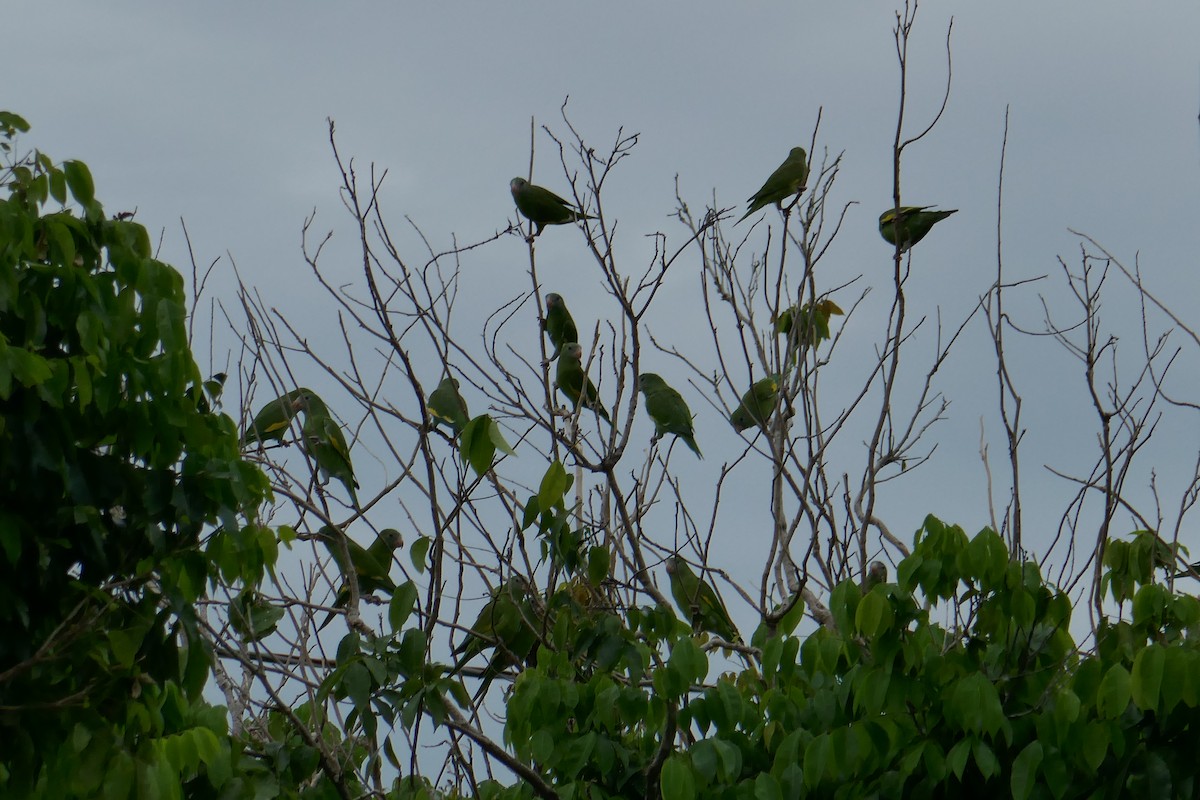 White-winged Parakeet - ML615551508