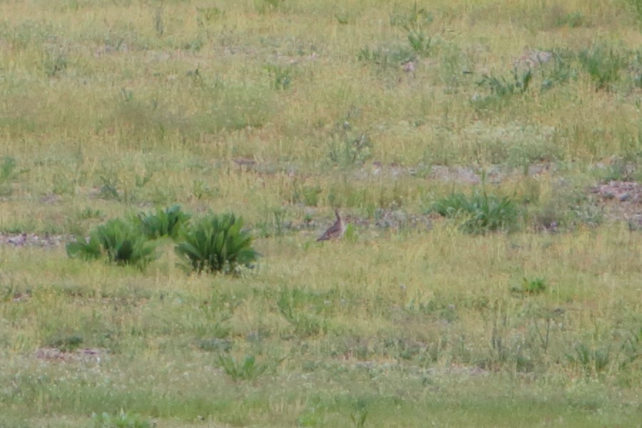 Upland Sandpiper - ML615551519