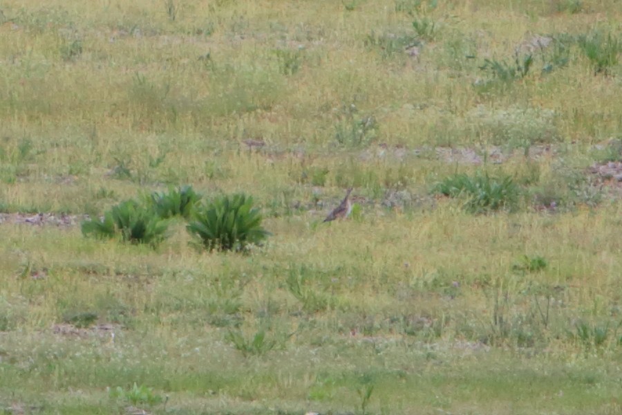 Upland Sandpiper - ML615551520