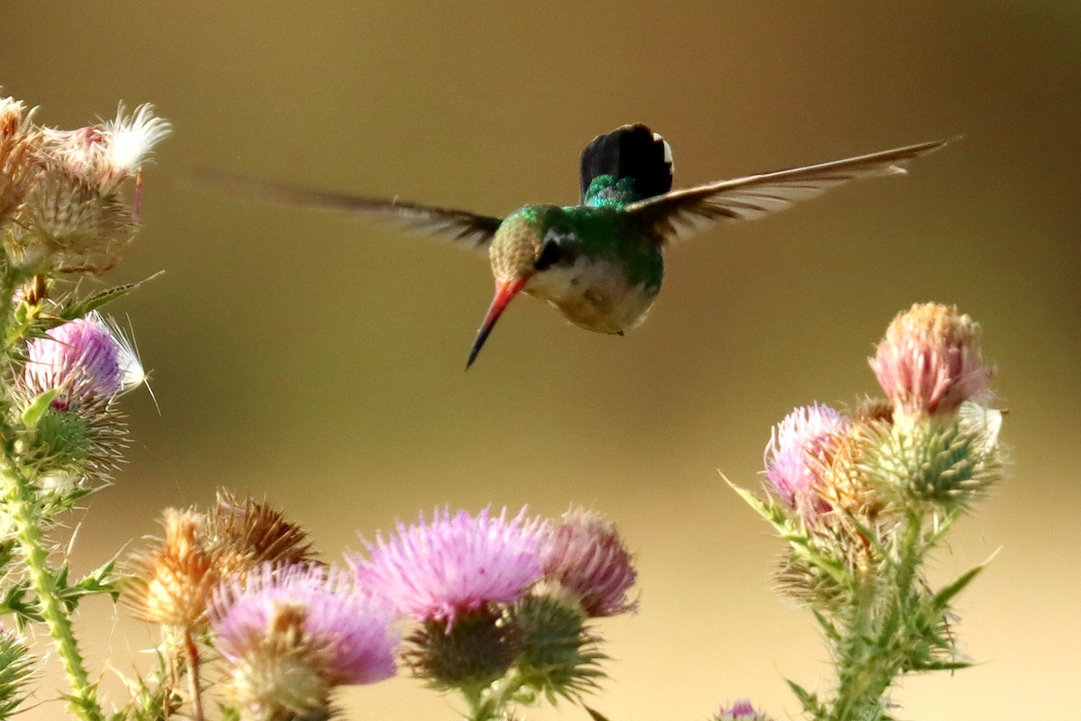 kolibřík lesklobřichý - ML615551554