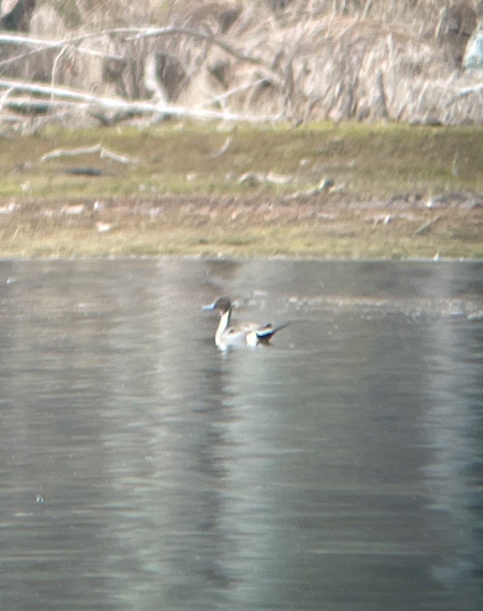 Northern Pintail - Dwayne Martin