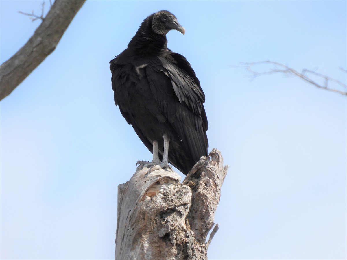 Black Vulture - Don Holcomb