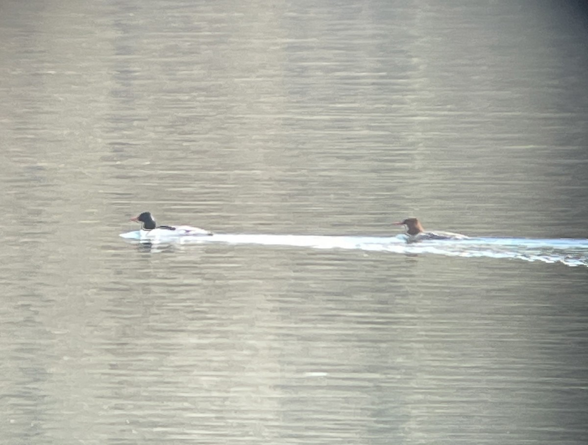 Common Merganser - Dwayne Martin