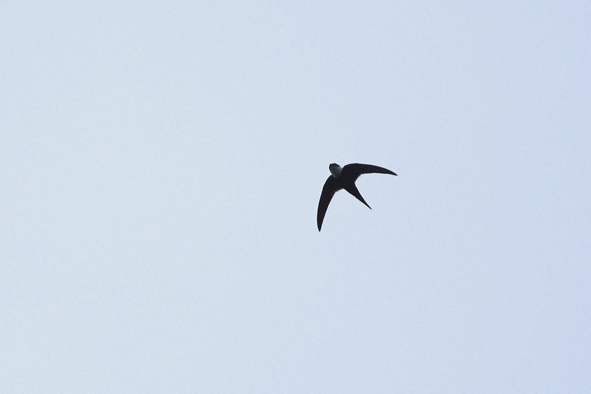 Lesser Swallow-tailed Swift - ML615551681