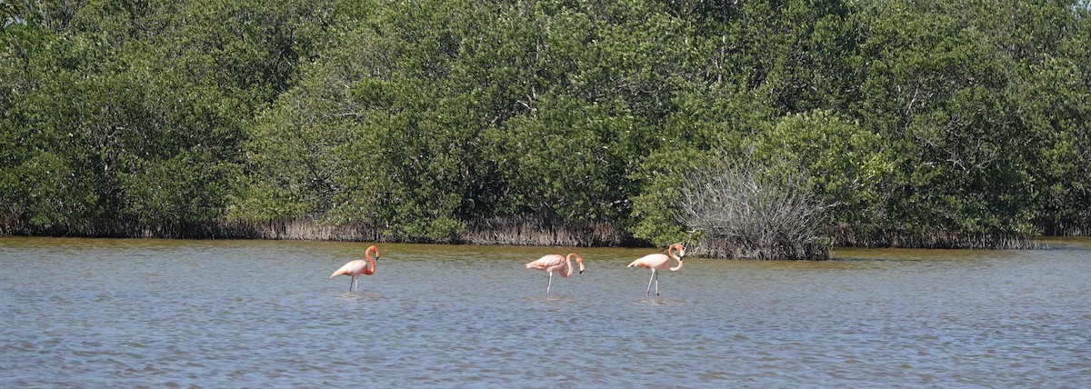 Flamant des Caraïbes - ML615551779