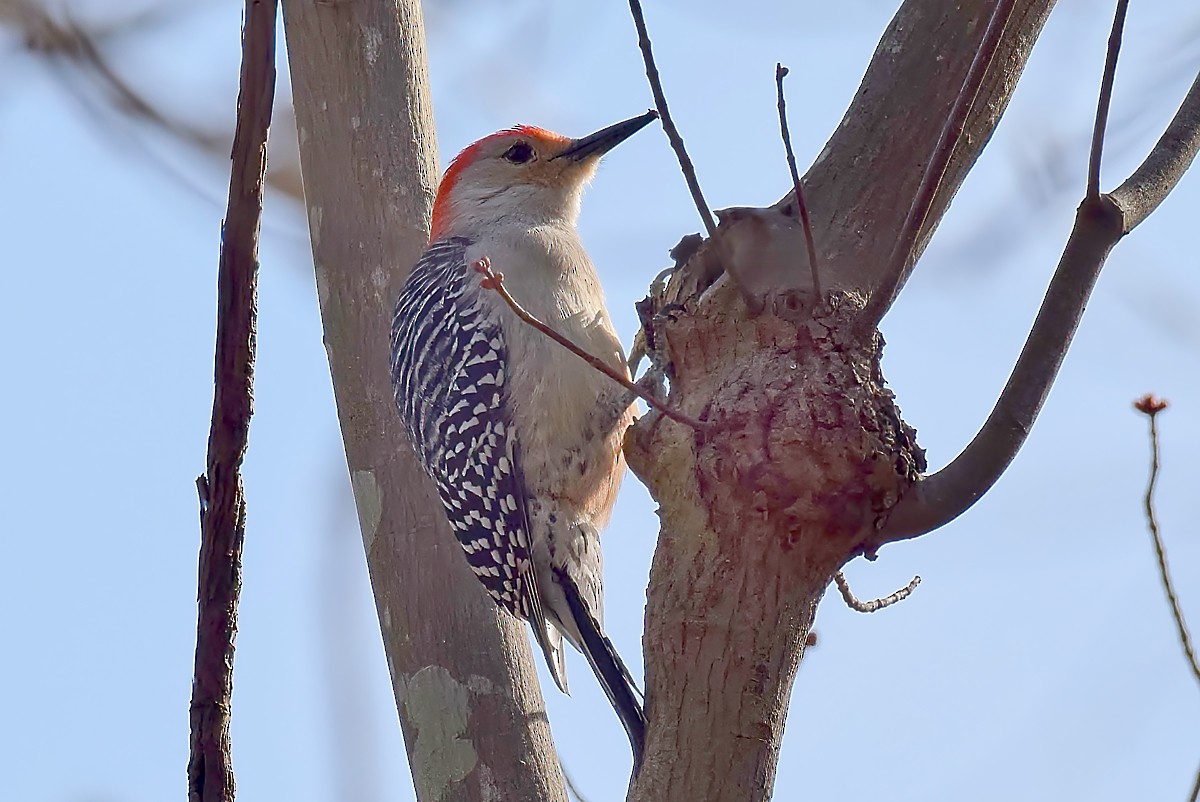 Red-bellied Woodpecker - Jeffrey Marcum