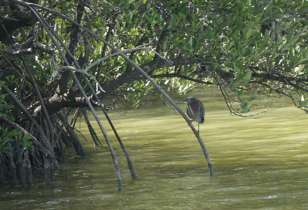 Green Heron - ML615551799